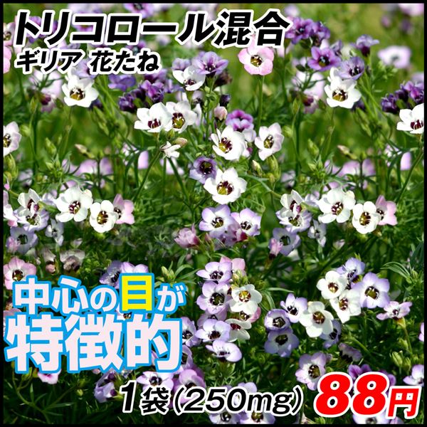 種 花たね ギリア トリコロール混合 1袋(250mg)