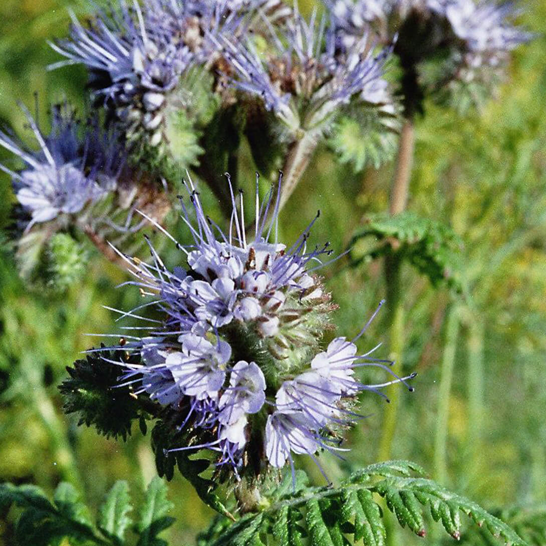多肉植物 ハオルチア 台湾李氏実生25 Green Beast