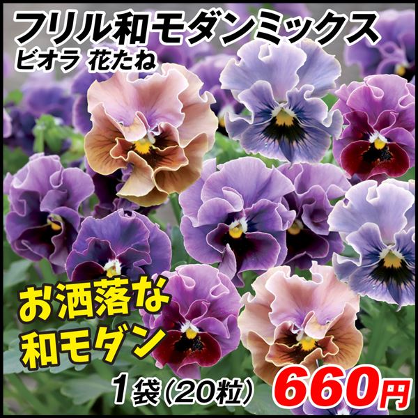 ビオラ フリル和モダンミックス