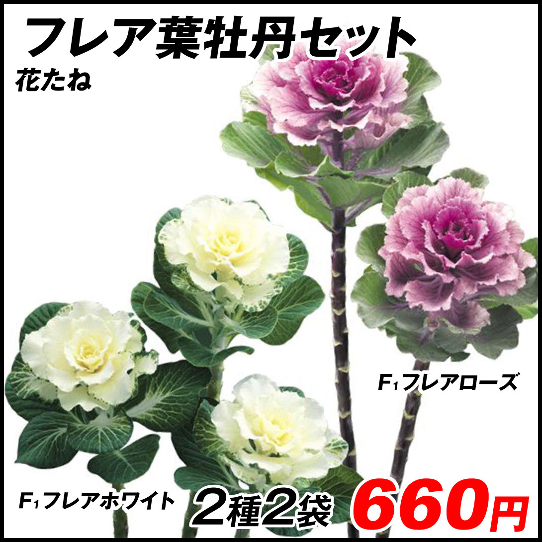 フレア葉牡丹セット