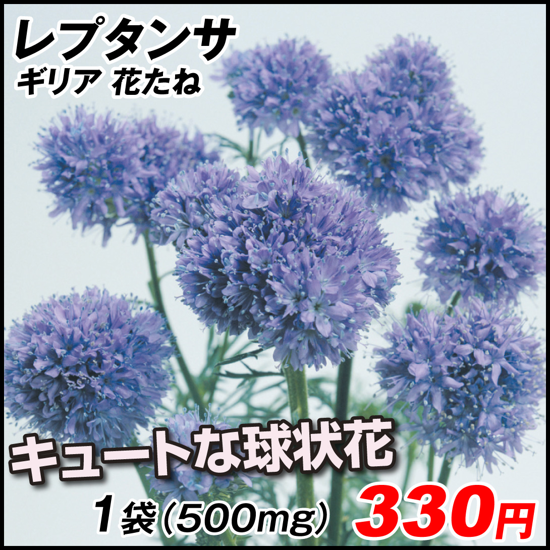 種 花たね 切花向き ギリア レプタンサ 1袋(500mg)