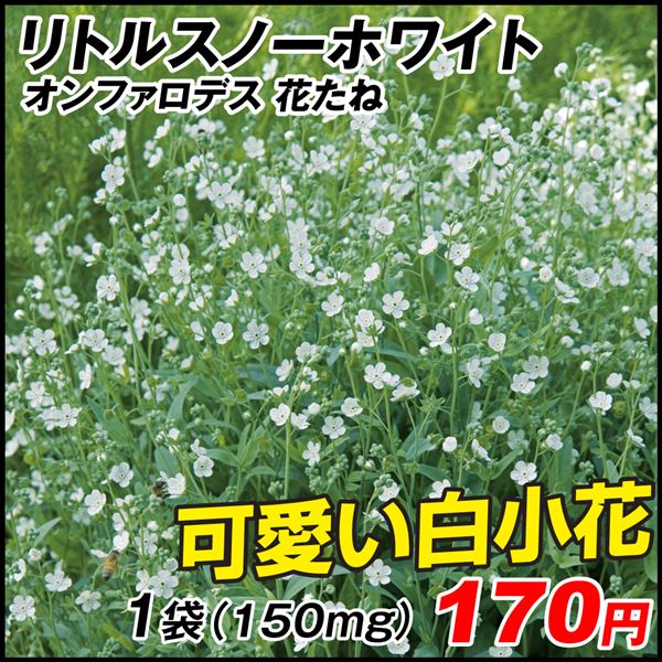 種 花たね オンファロデス リトルスノーホワイト 1袋(150mg)