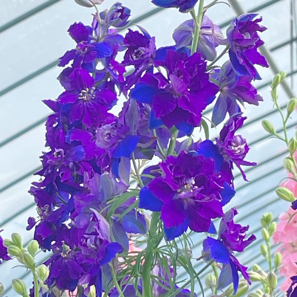 種 花たね 千鳥草 瀬戸の紫PVP 1袋(20粒)