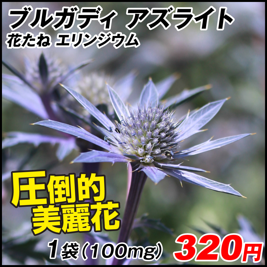 種 花たね エリンジウム ブルガディ アズライト 1袋(100mg)