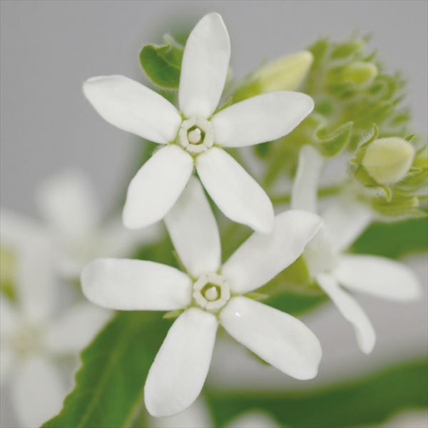 種 花たね オキシペタラム スノウホワイトPVP 1袋(15粒)