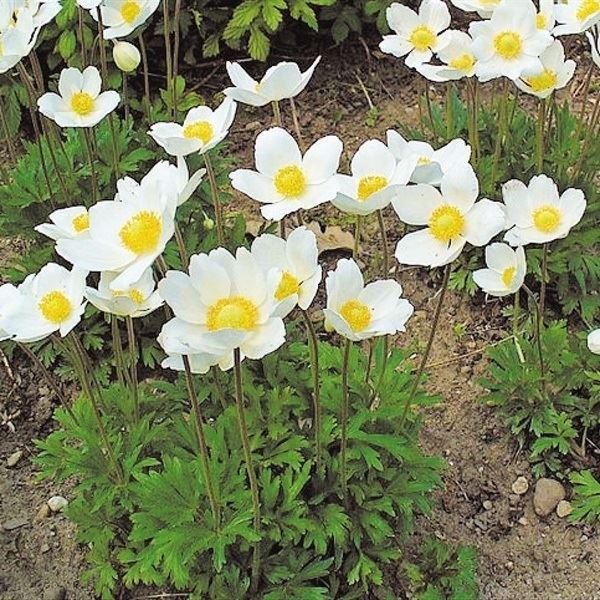 種 花たね 切花向き多年草 アネモネ シルベストリス 1袋(40粒)