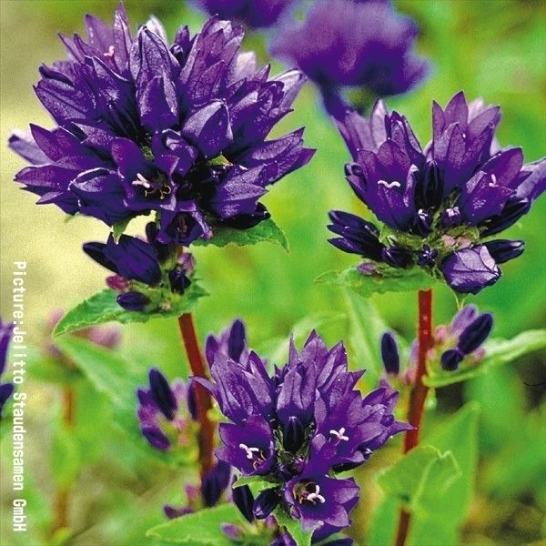 種 花たね 多年草 ヤツシロソウ 紫花 1袋(200粒)
