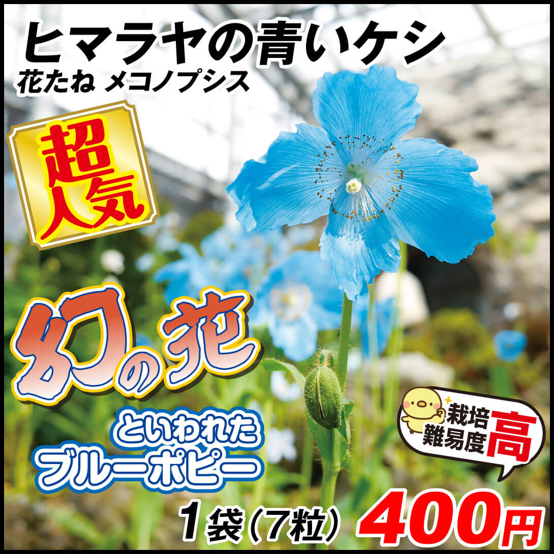 メコノプシス ヒマラヤの青いケシ