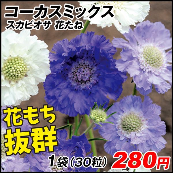 種 花たね スカビオサ コーカスミックス 1袋(30粒)