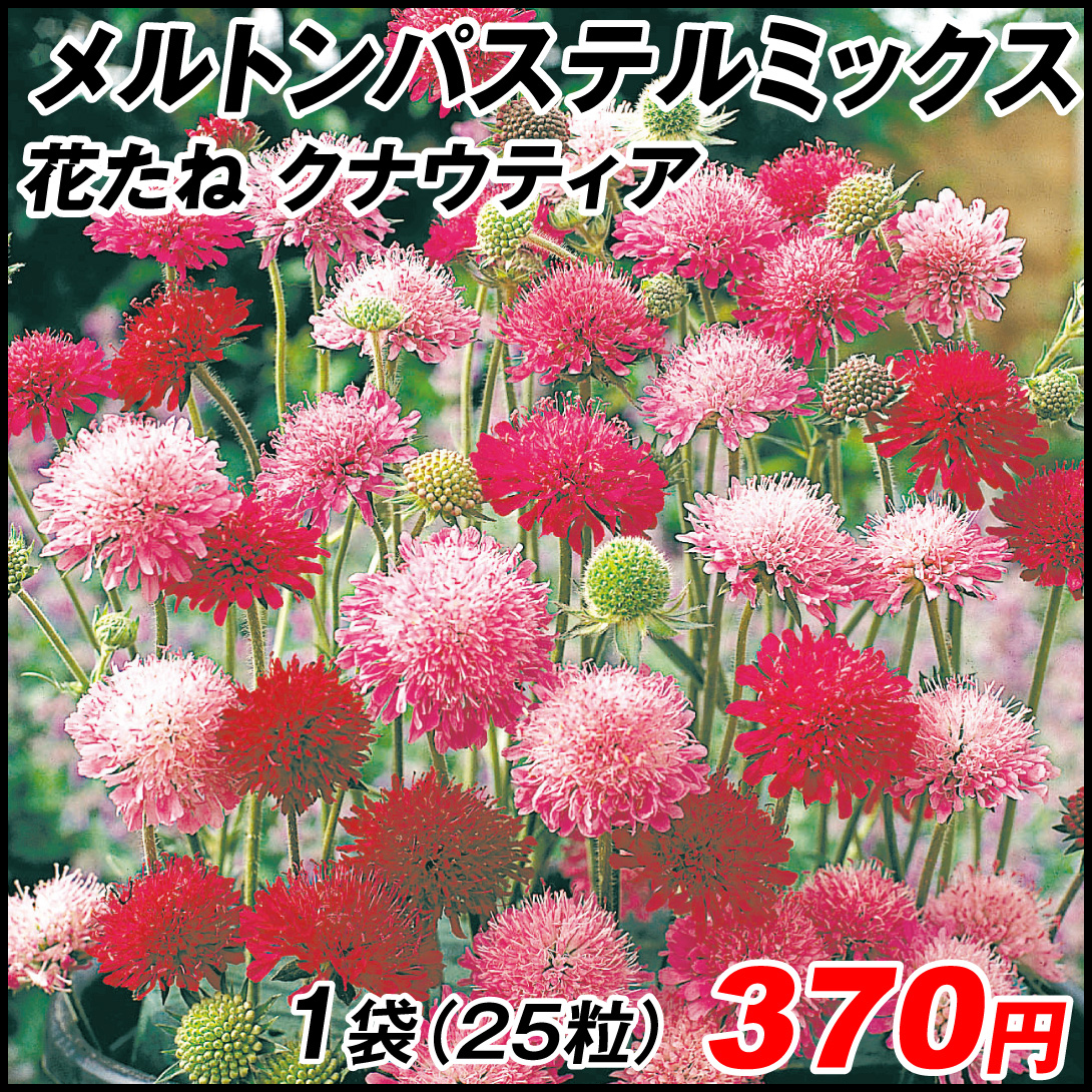 種 花たね 多年草 クナウティア メルトンパステルミックス 1袋(25粒)