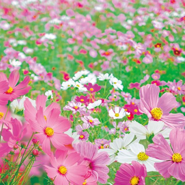 お徳用】百日草MIX 花の種 200粒以上 香しい