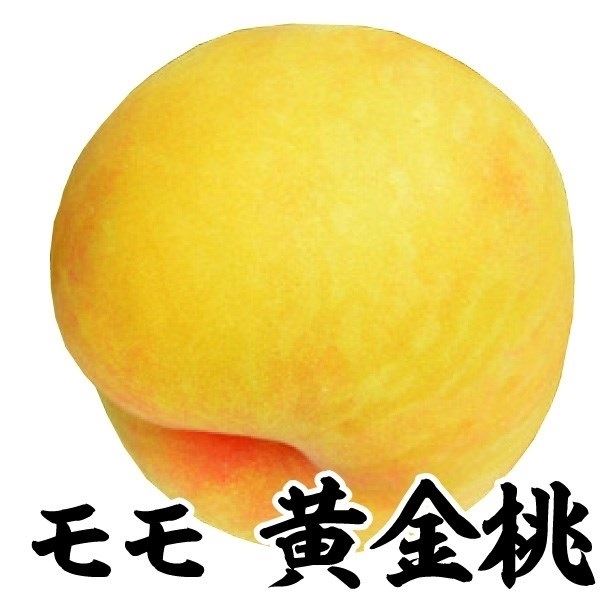 果樹苗 モモ 黄金桃 1株