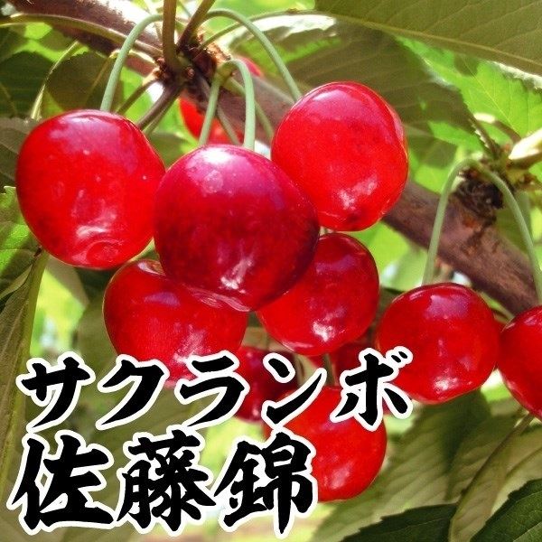 果樹苗 サクランボ 佐藤錦 1株