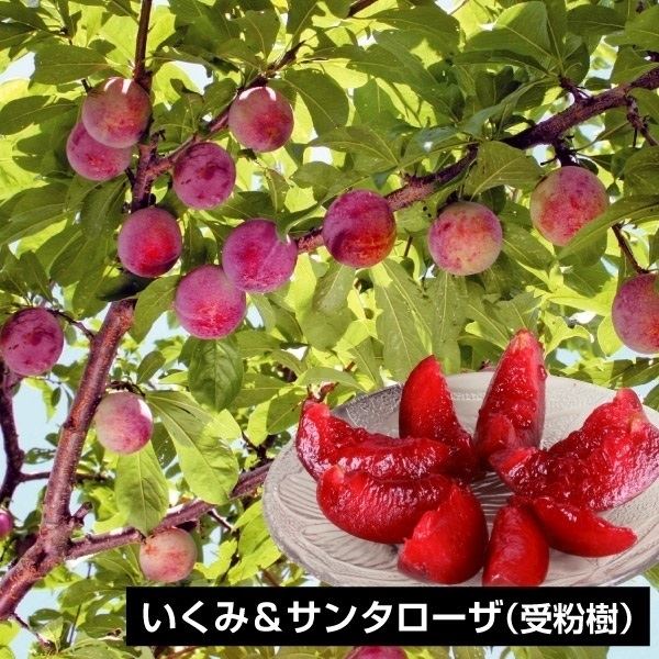 果樹苗 スモモ いくみ＆サンタローザ 2種2株