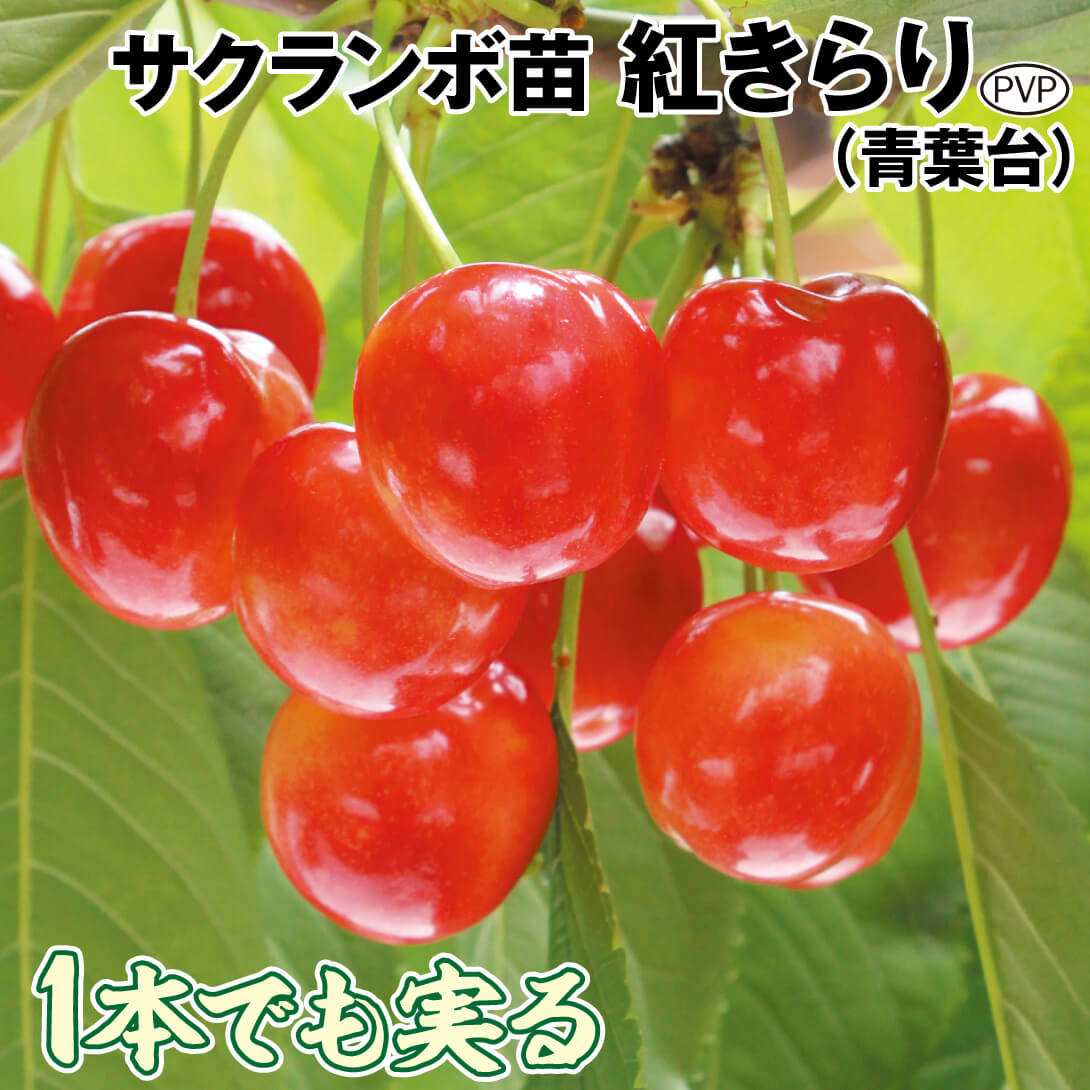 サクランボ 接木苗木2品種 佐藤錦 1本 紅秀峰 1本