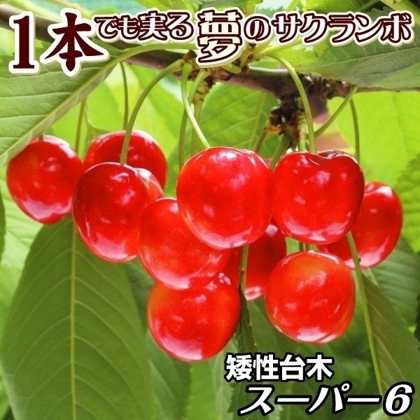 果樹苗 サクランボ 紅きらりPVP スーパー6（矮性台/コルトシックスR） 1株