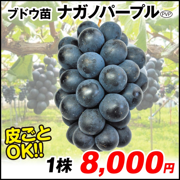 ナガノパープル ブドウ