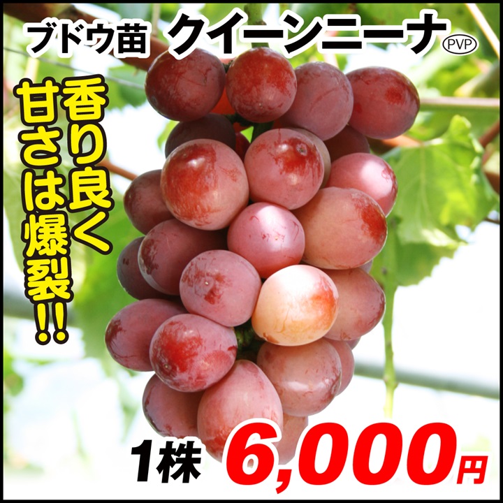 クイーンニーナPVP ブドウ