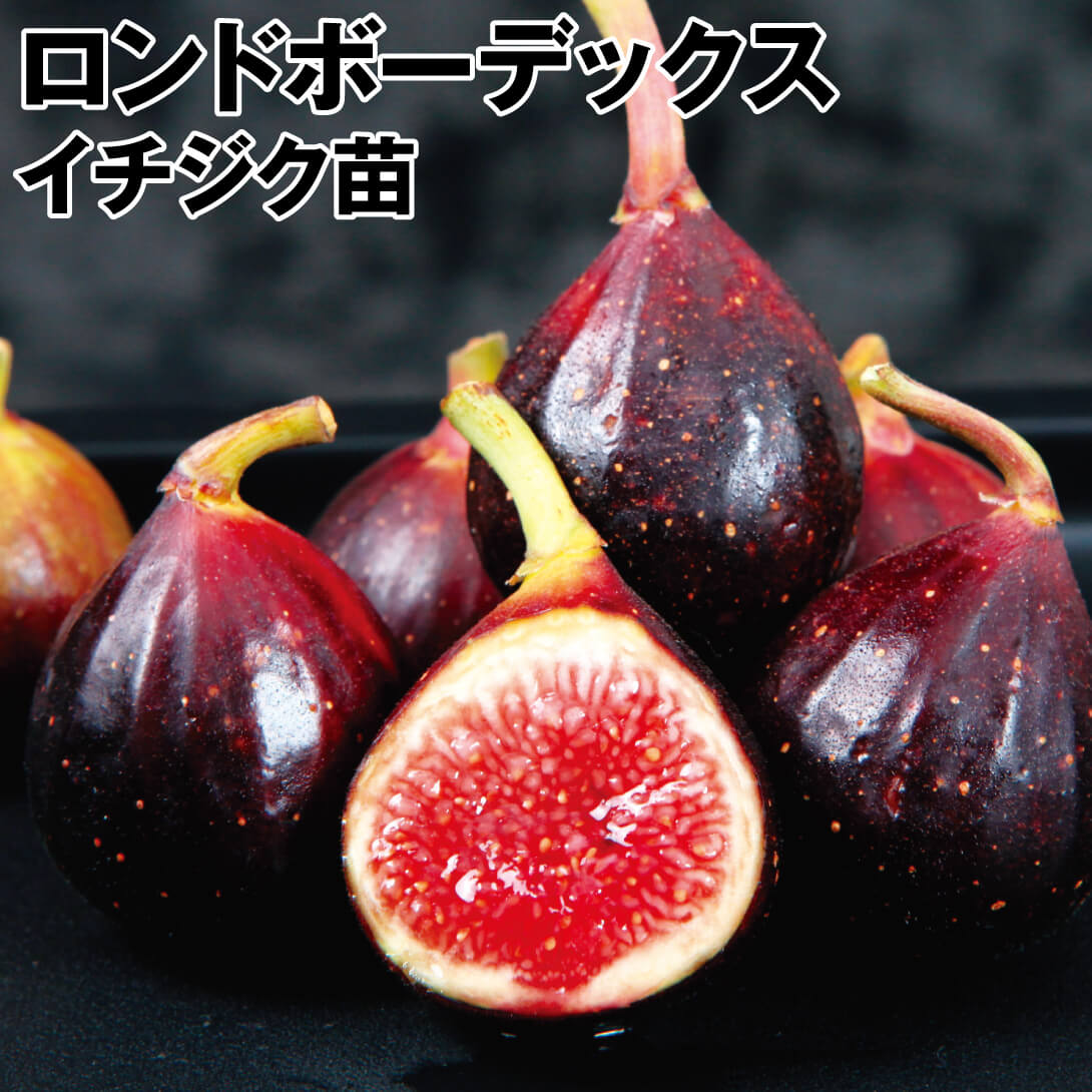 gm139穂木 いちじく穂木 イチジク穂木