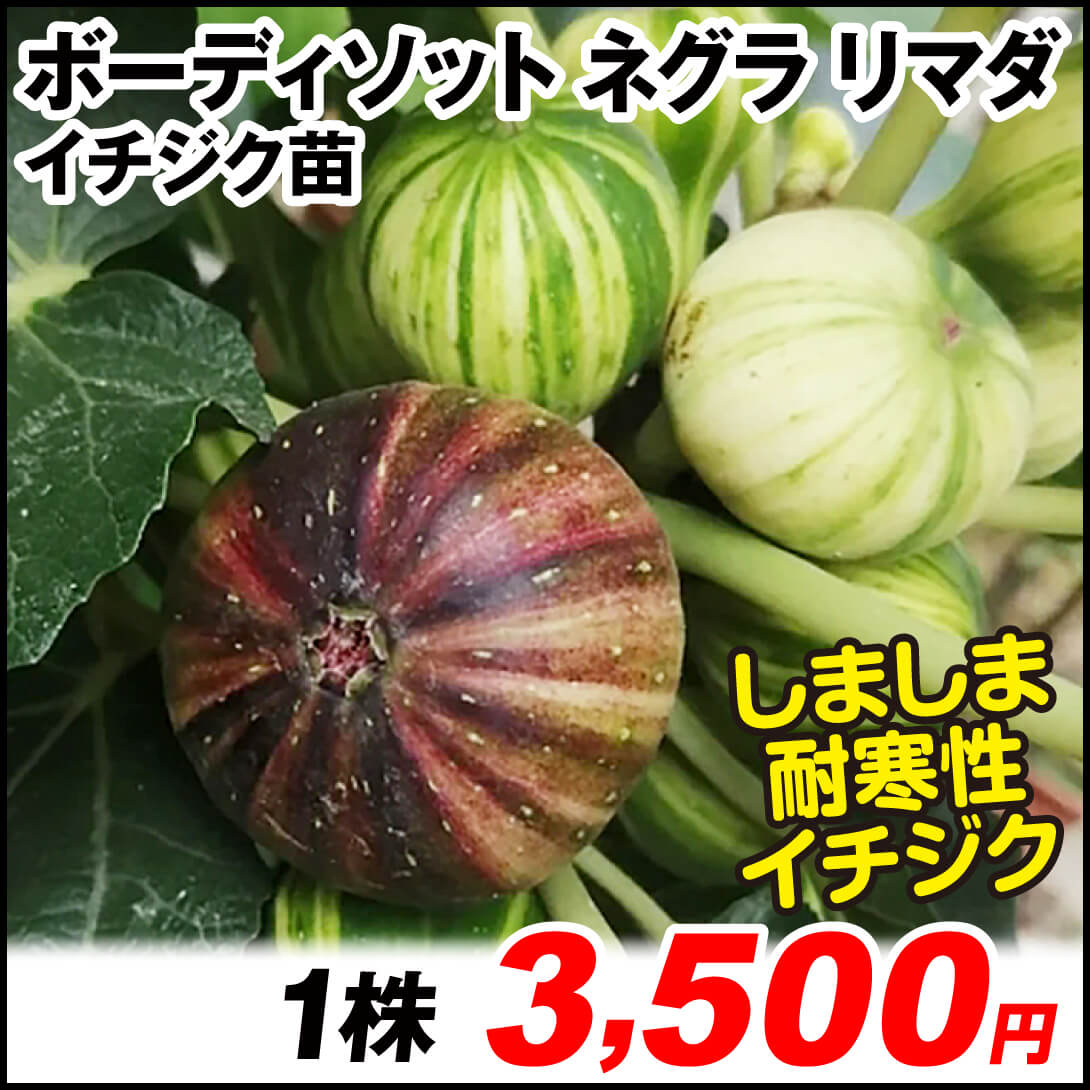 ボーディソット ネグラ リマダ