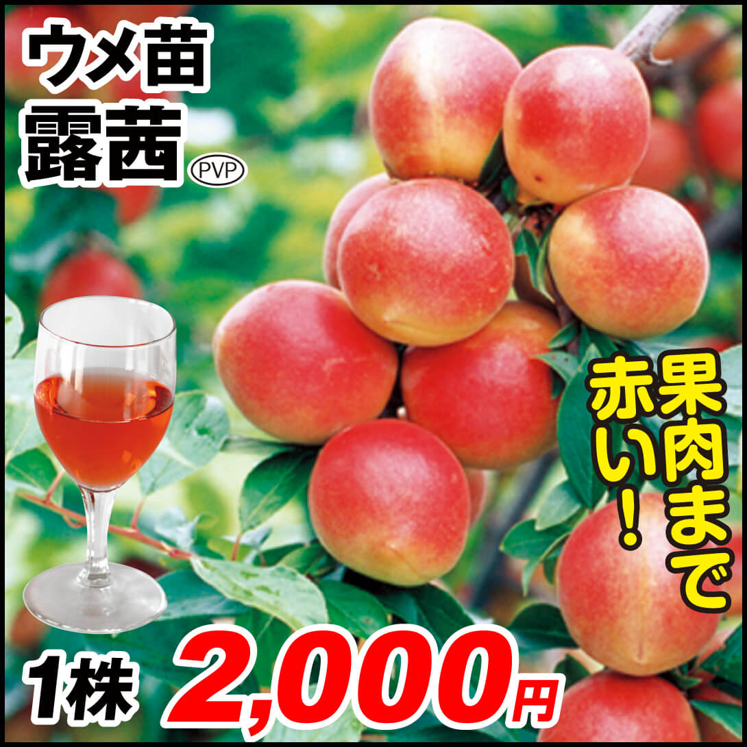 露茜(大梅)PVP