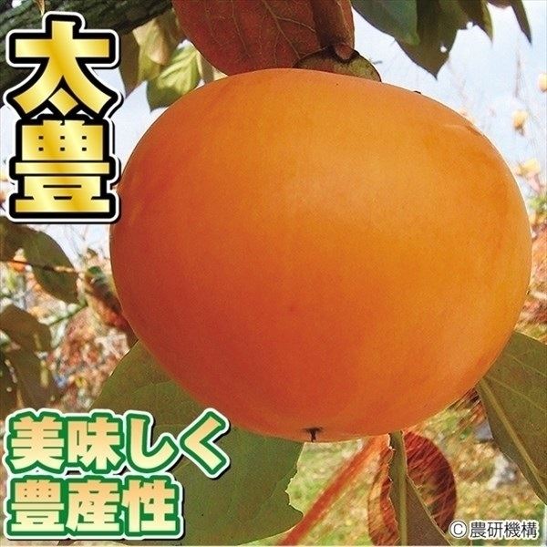 果樹苗 カキ 完全甘柿 太豊PVP【興津20号×太秋】