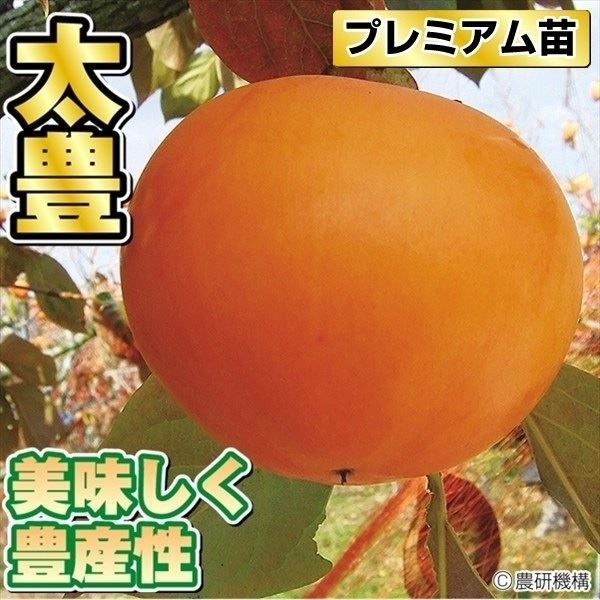 果樹苗 カキ 完全甘柿 太豊PVPプレミアム苗 1株