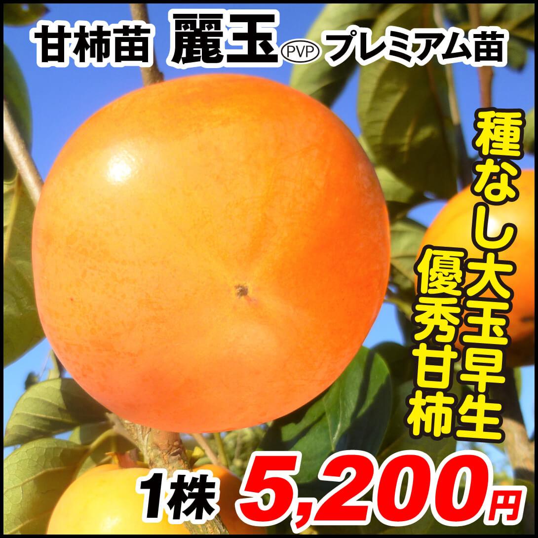 麗玉プレミアム 甘柿