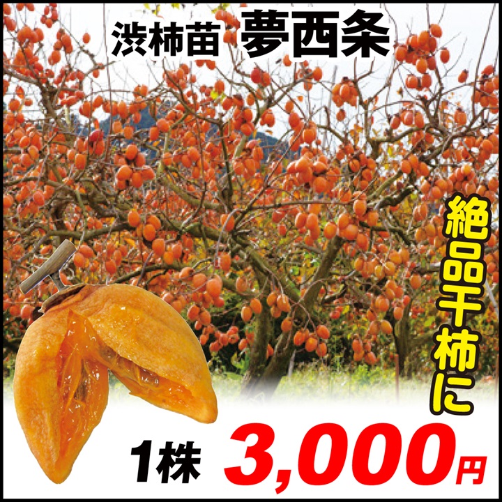 夢西条 渋柿