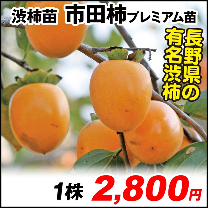 市田柿プレミアム 渋柿