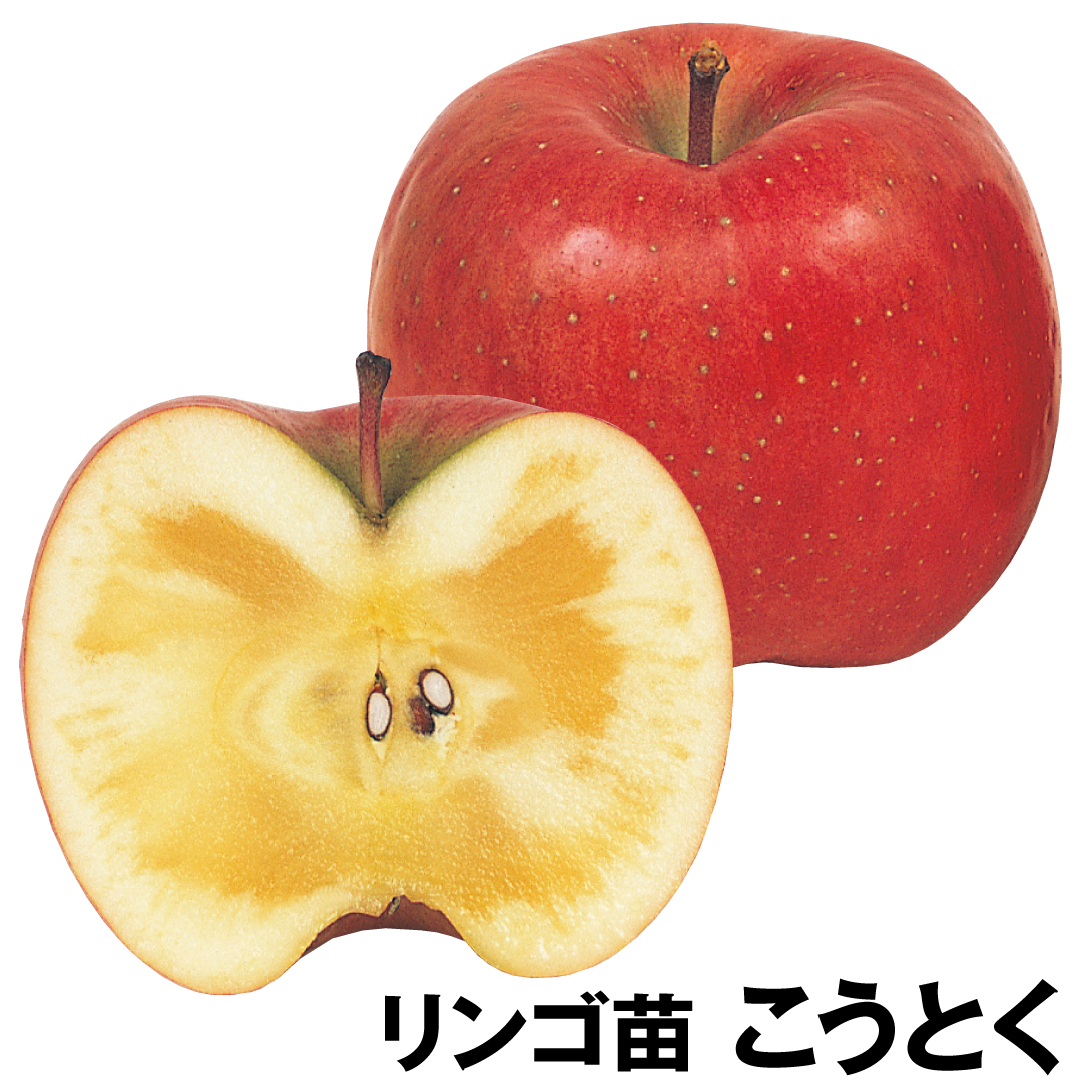 果樹苗 リンゴ こうとく 1株
