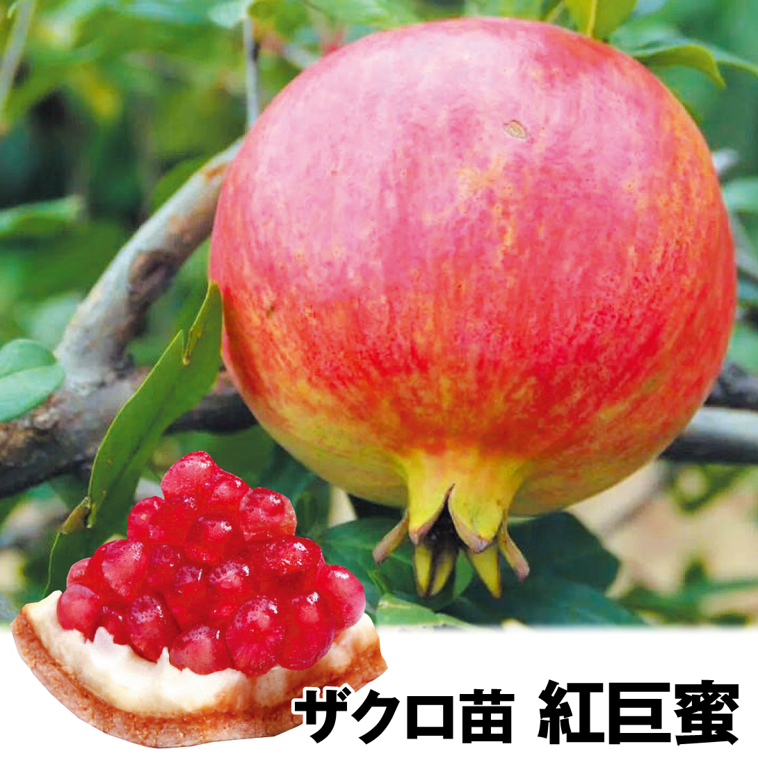 果樹苗 ザクロ 紅巨蜜