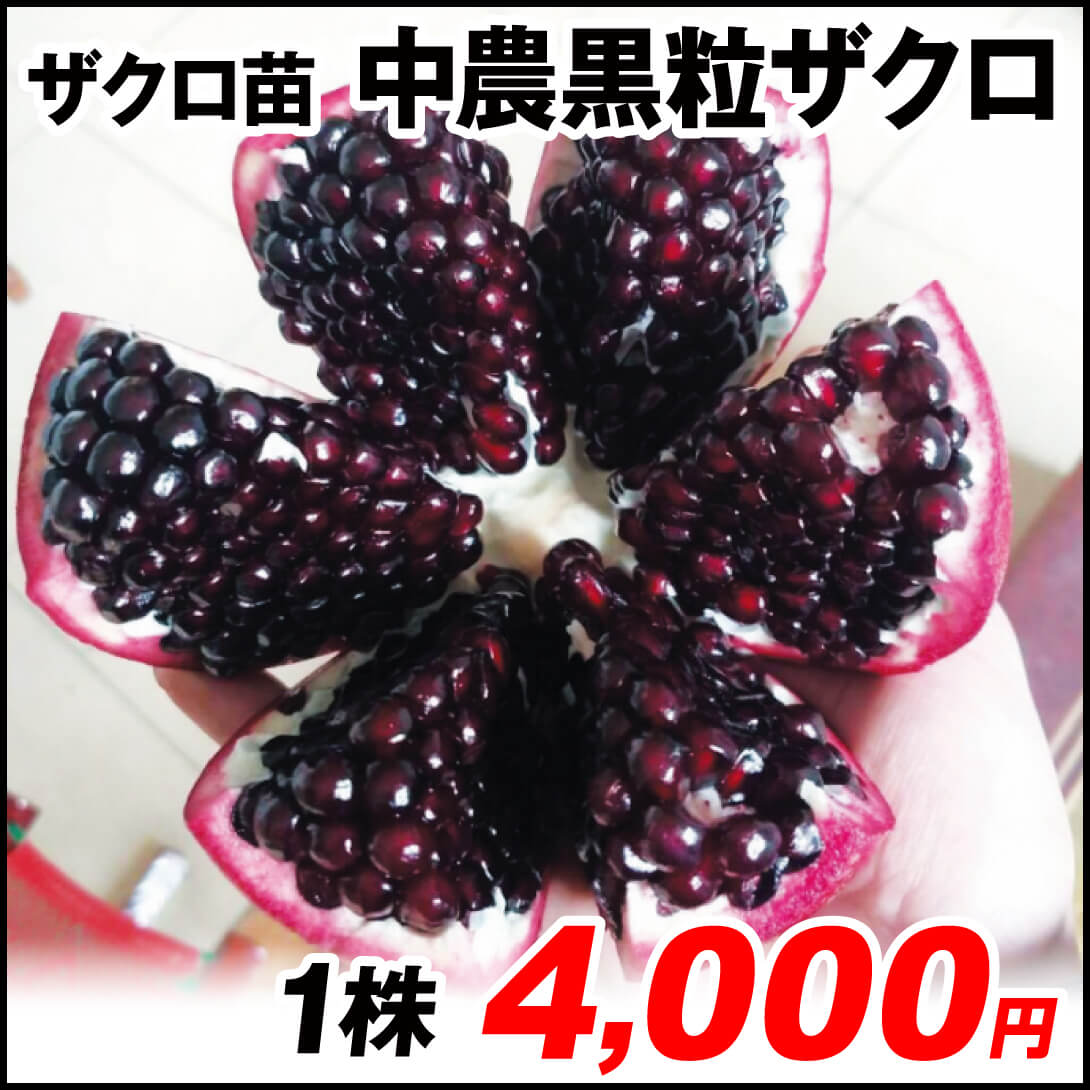 中農黒粒ザクロ