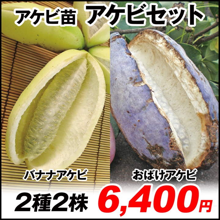 アケビセット