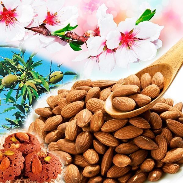 国華園オンラインショップ / 果樹苗 アーモンド ホルスハーディ 1株