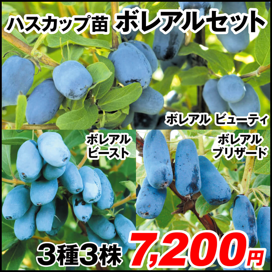 ボレアルセット