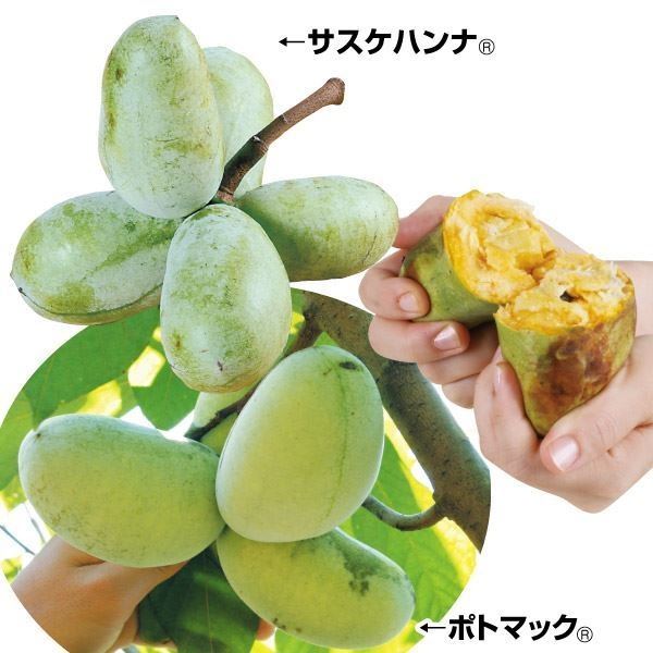果樹苗 ポポー 最強大玉ポポーセット 2種2株