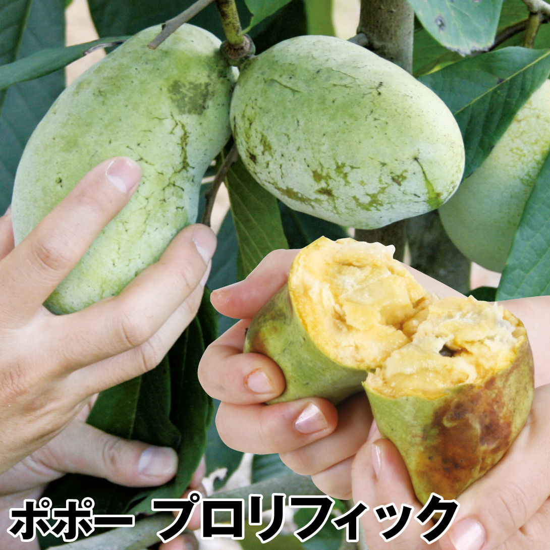 果樹苗 ポポー (ポーポー)  プロリフィック 1株
