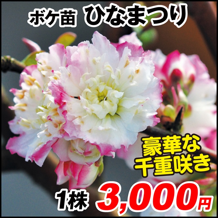 ボケ ひなまつり