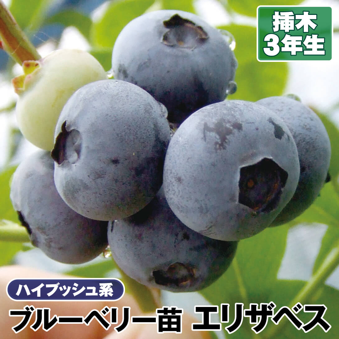 楽天市場】【プレミア】 ラビットアイ系 2年生挿木苗