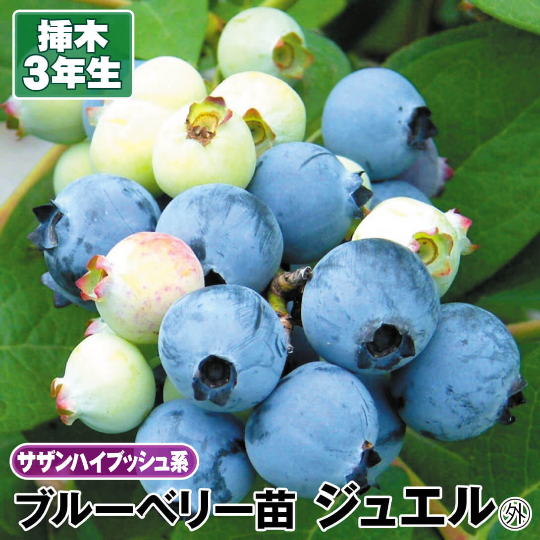 ブルーベリー苗ティフブルー3.5号ポット20本セット