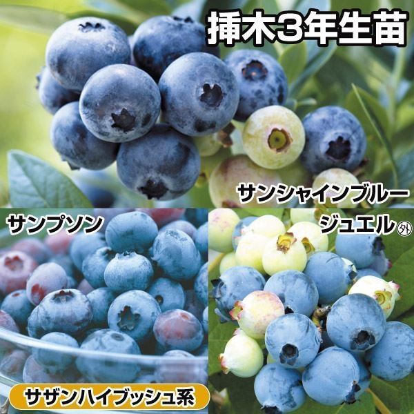 果樹苗 ブルーベリー 美味サザンハイブッシュ系挿木セット 3種3株
