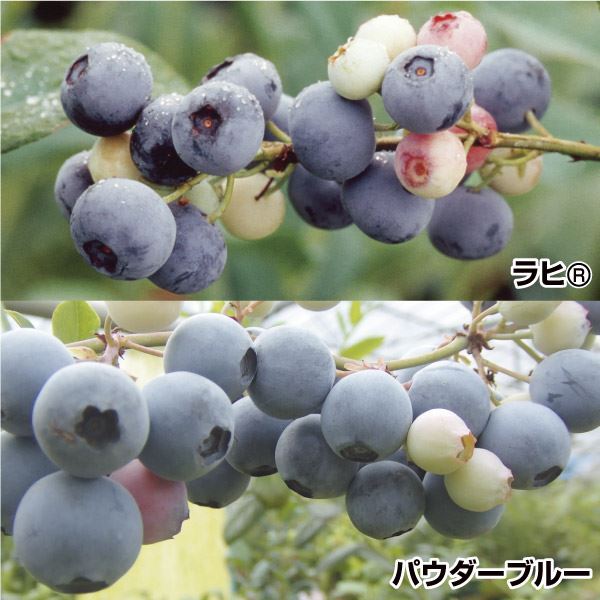 果樹苗 ブルーベリー 甘いラビットアイ系セット 2種2株