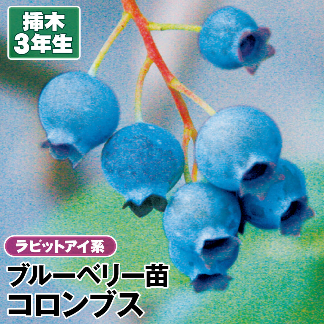 ブルーベリー苗 コロンブス＆デライト ラビットアイ系 準大苗