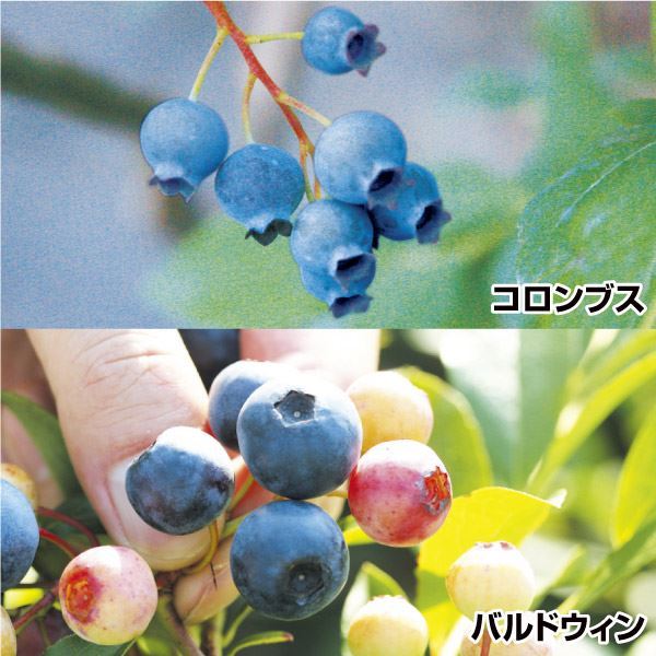 果樹苗 ブルーベリー 育てやすいラビットアイ系セット 2種2株