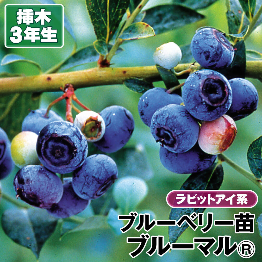 高速配送 ブルーベリー 3号 【市場】庭木 > ブルーベリー > その他