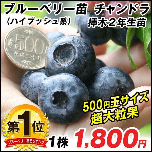 チャンドラ挿木2年