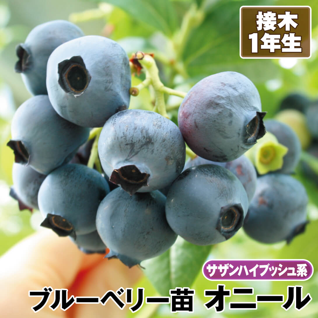 08❯ブルーベリー苗木【高級接ぎ木】 【公式通販】