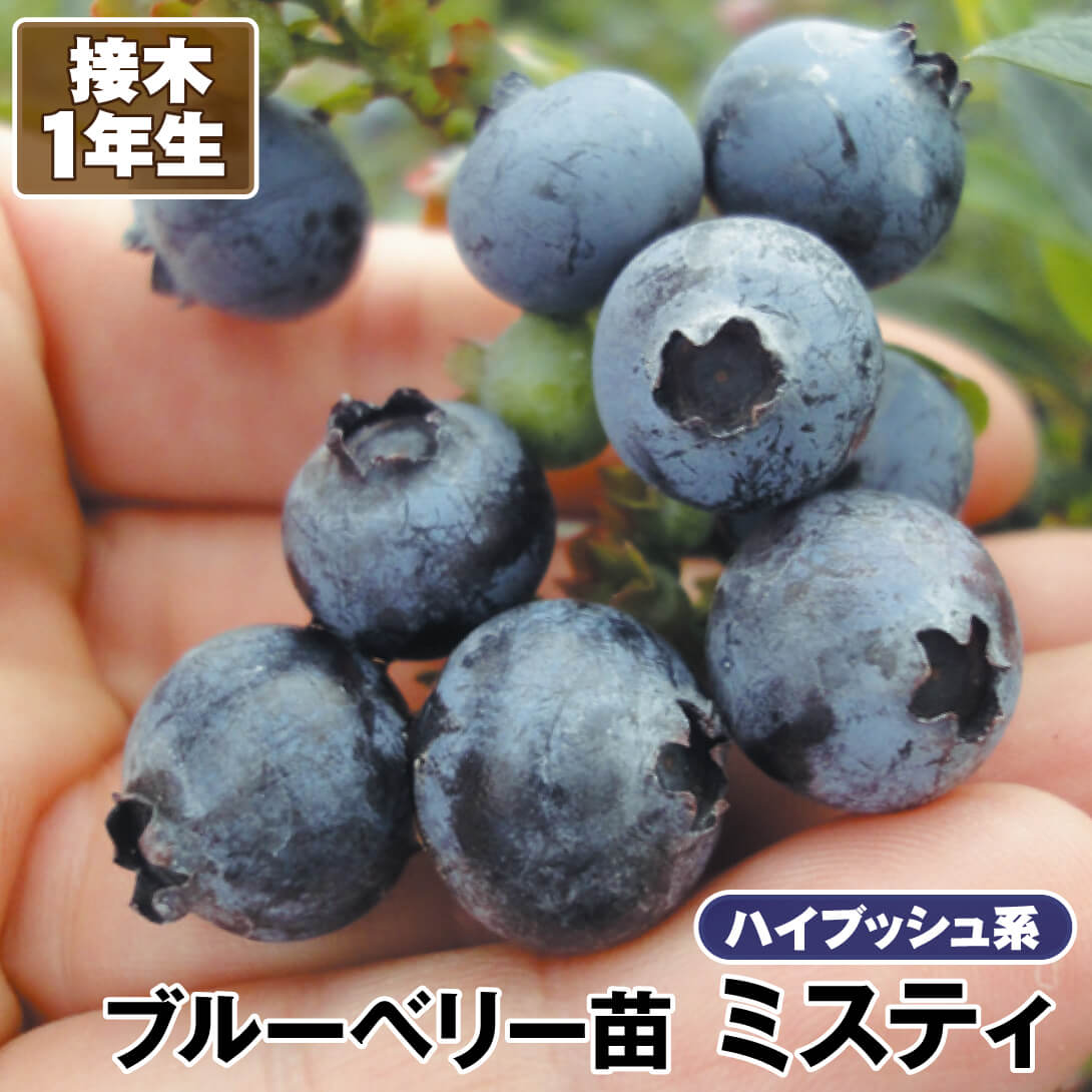 ブルーベリー苗 レガシー&ミスティ大苗2本セット ブルーベリー苗 レガシー&ミスティ大苗2本セット （ブルーベリー