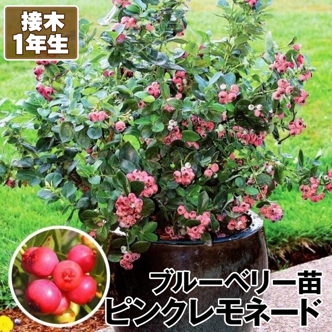 ブルーベリー　ピンクレモネード　特大株　８寸植　果樹苗木　果実苗木　果樹苗　6 ブルーベリー ピンクレモネード 特大株 8寸植 果樹苗木 果実苗木 果樹